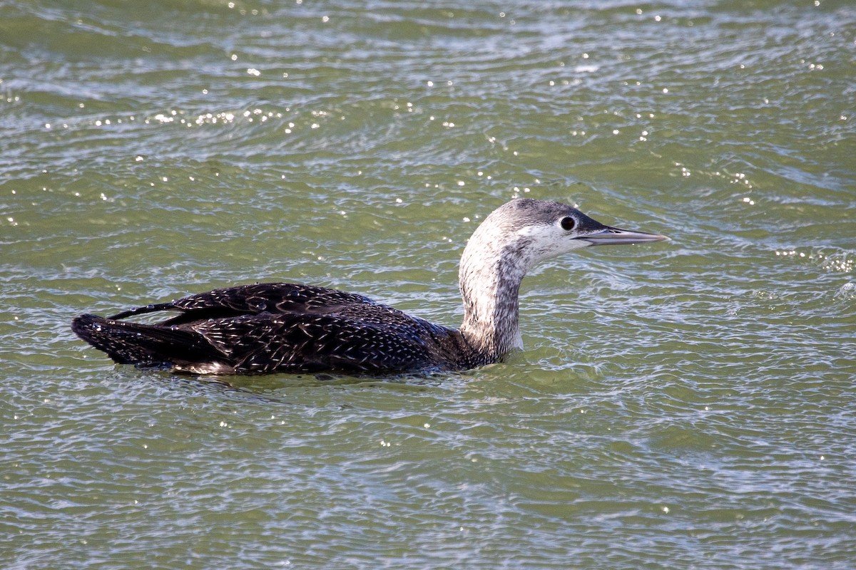 Red-throated Loon - ML301328421