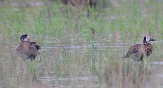 White-faced Whistling-Duck, ML301329391