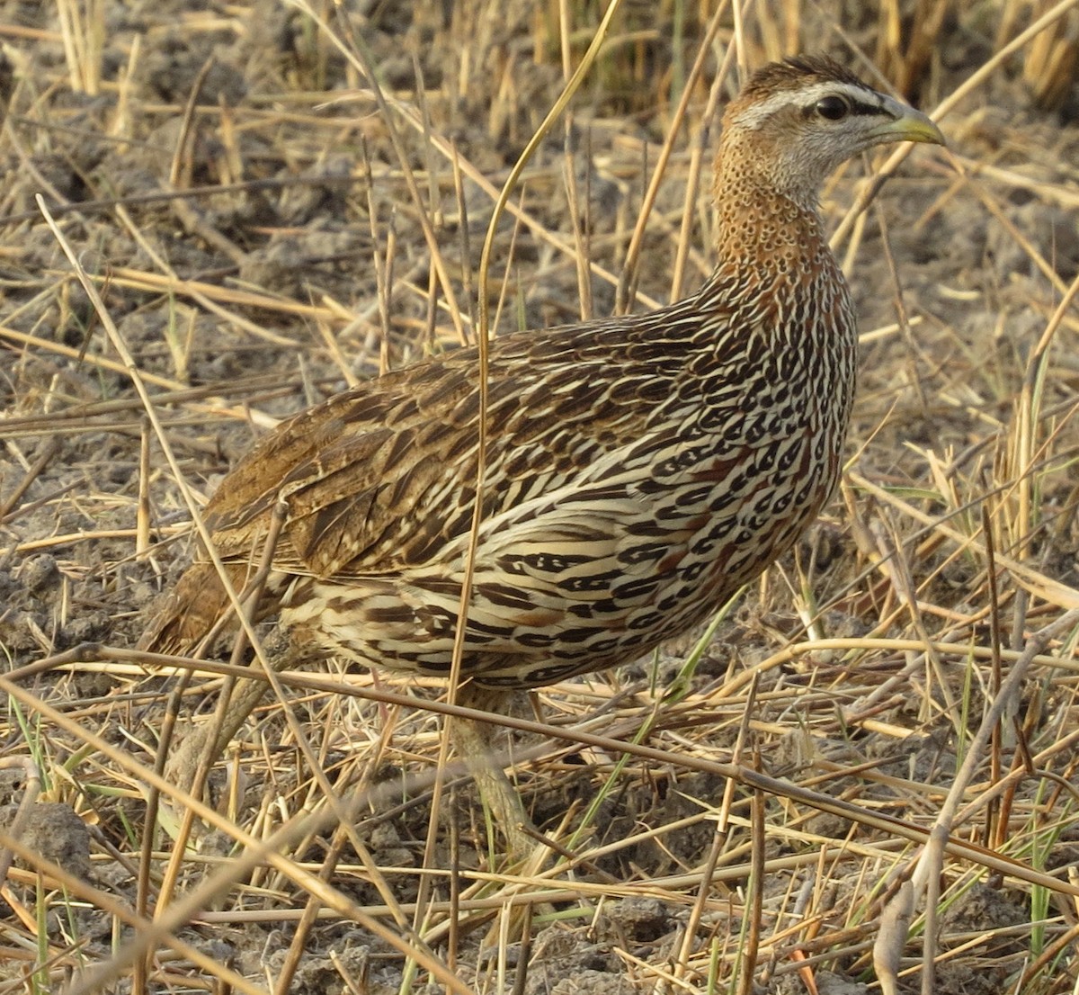 Double-spurred Spurfowl - ML301332431