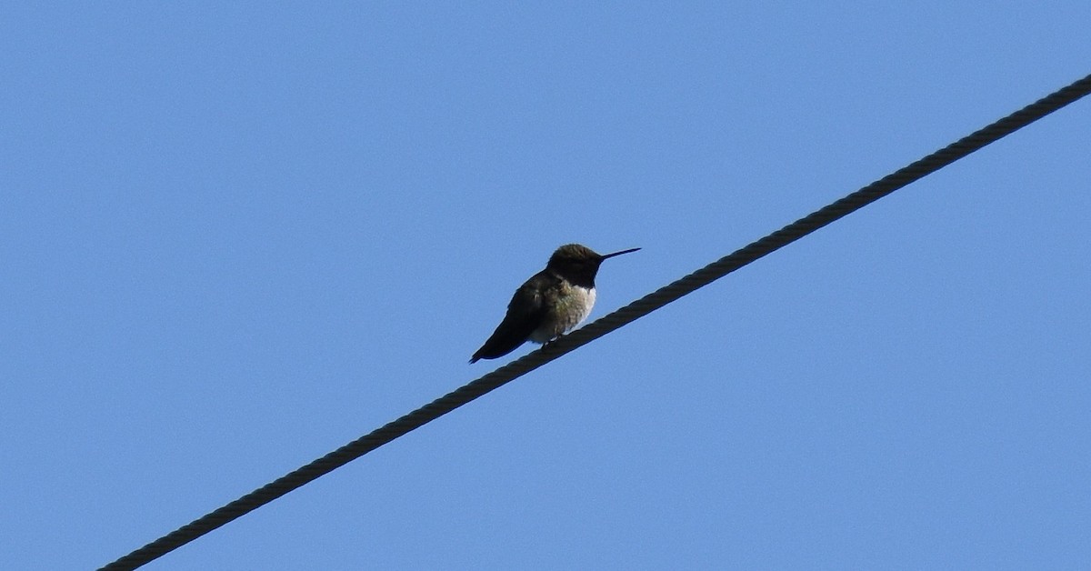 Black-chinned Hummingbird - Jason Vassallo