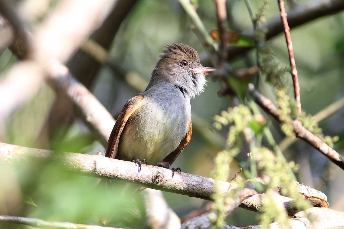 Rufous-tailed Flycatcher - ML301338651