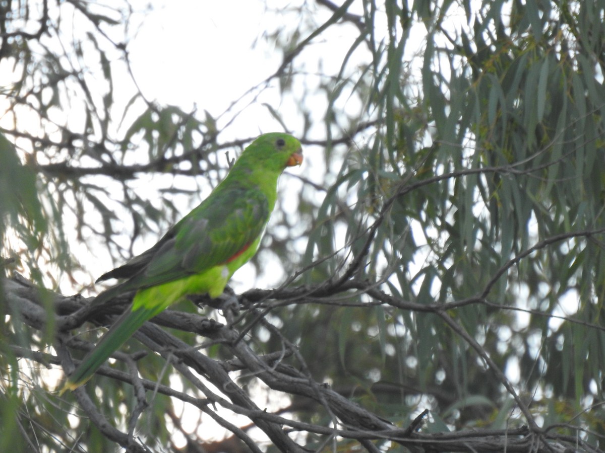 Red-winged Parrot - ML301339071