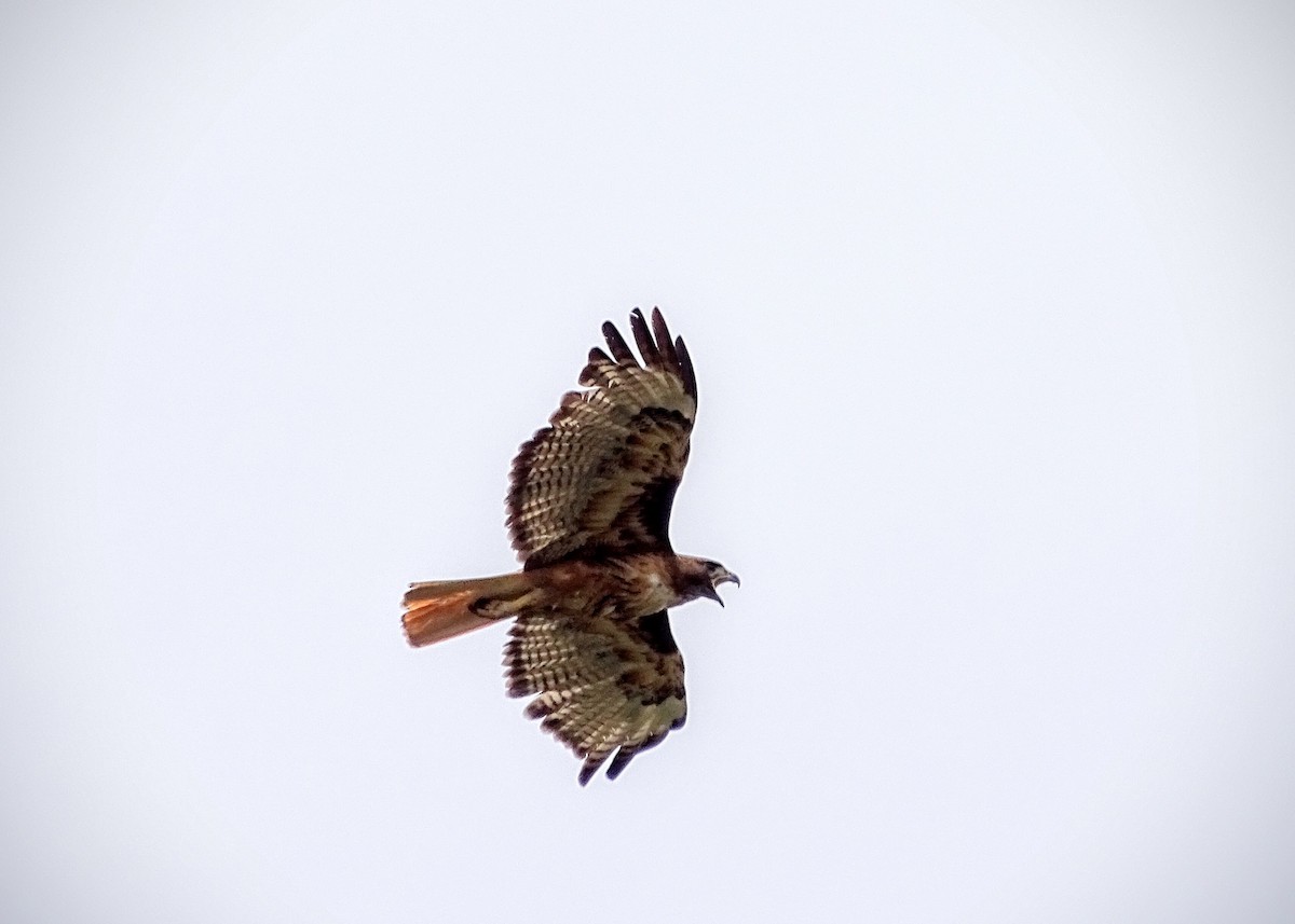 Red-tailed Hawk - ML30134581