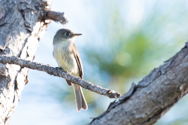 Cuban Pewee