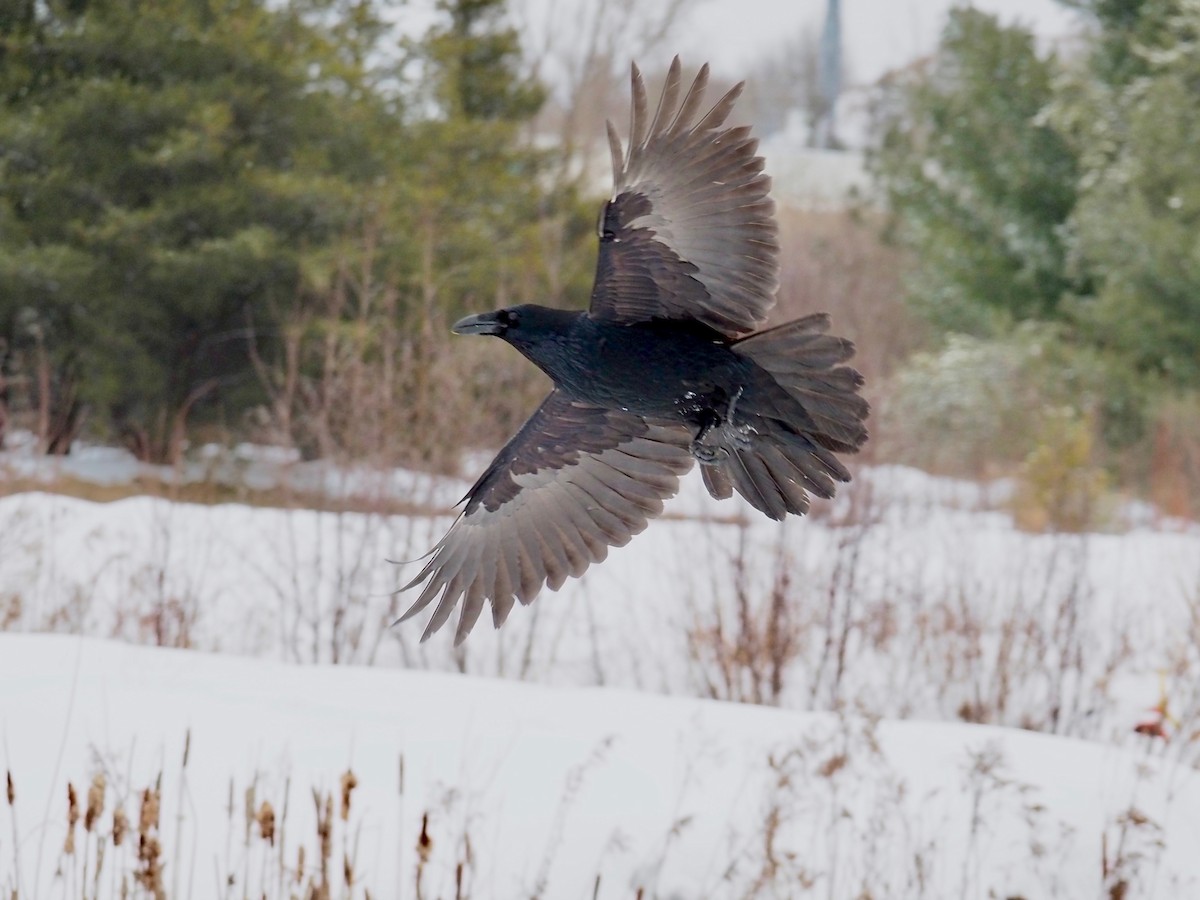 Common Raven - Bruce Gates