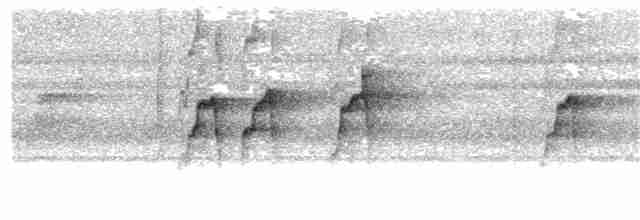 Торомба короткодзьоба - ML30136961