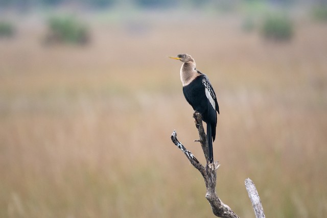 Anhinga