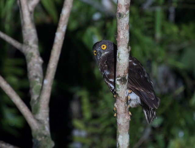 チョコレートアオバズク Ebird