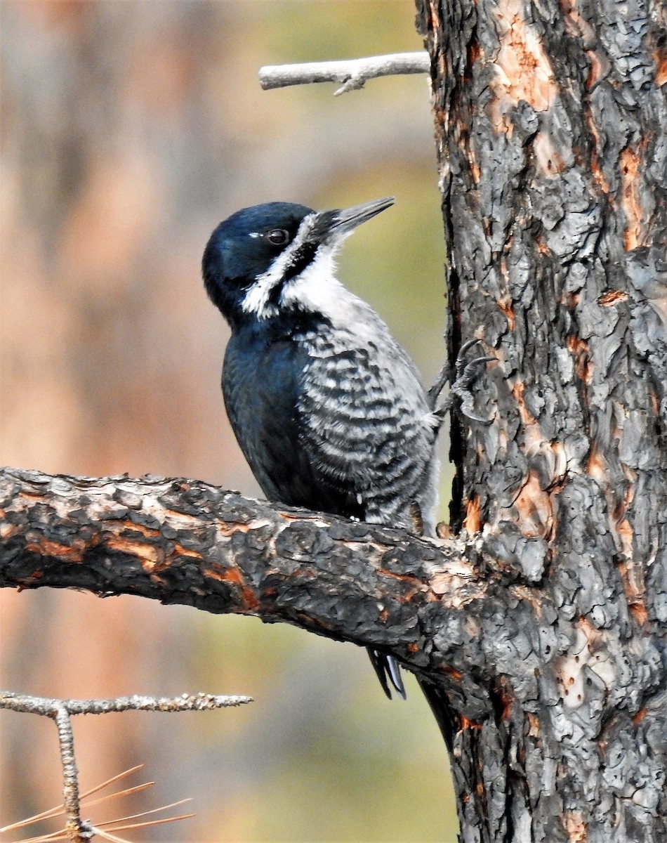 Black-backed Woodpecker - ML301379281