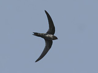 Dark-rumped Swift - Apus acuticauda - Birds of the World