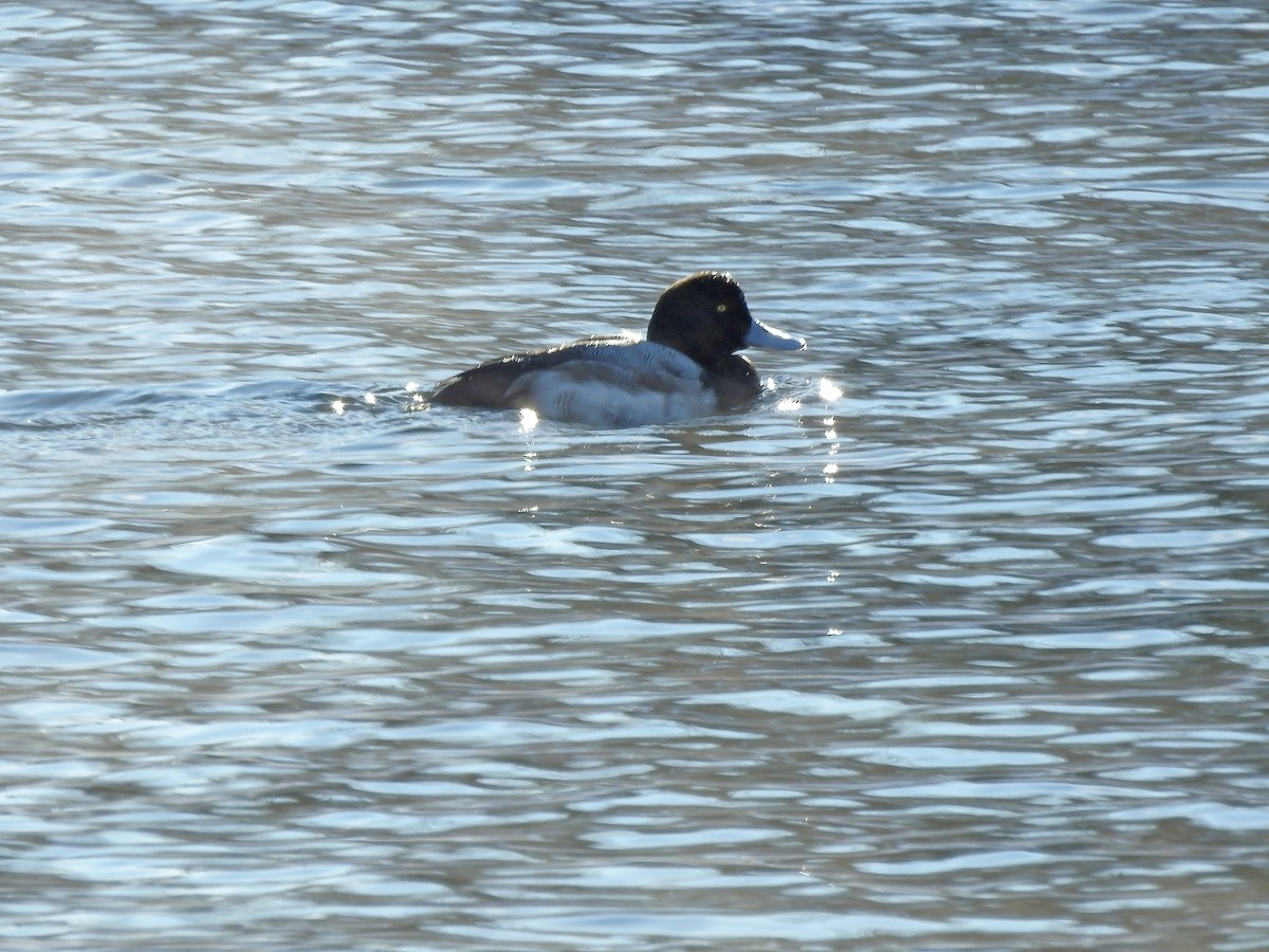 Greater Scaup - ML301383821