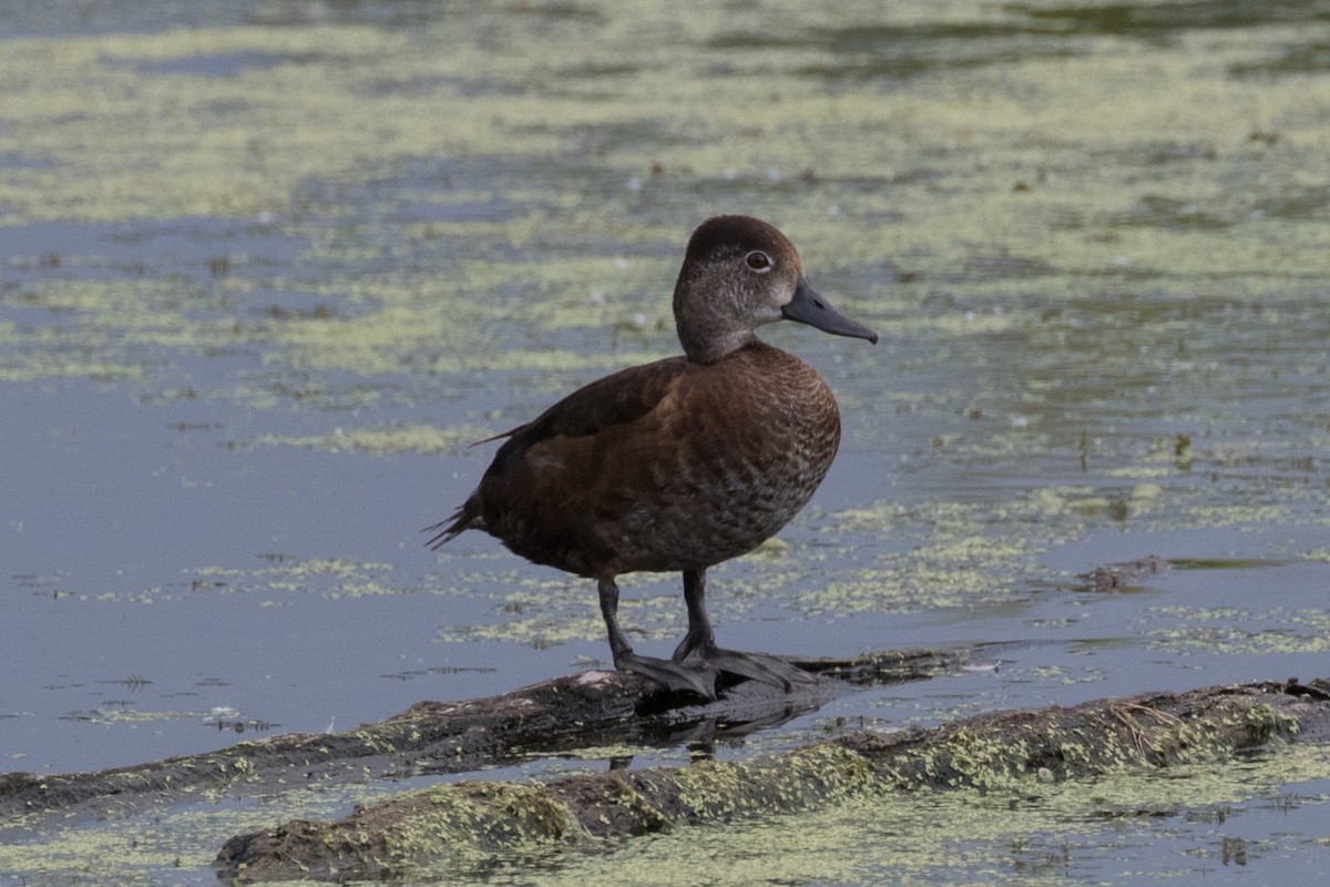 Ring-necked Duck - ML30138491