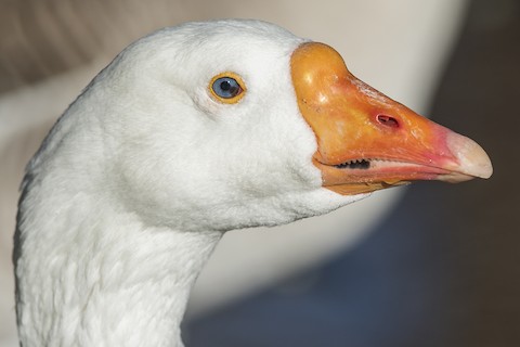 Graylag Goose - Anser anser - Birds of the World