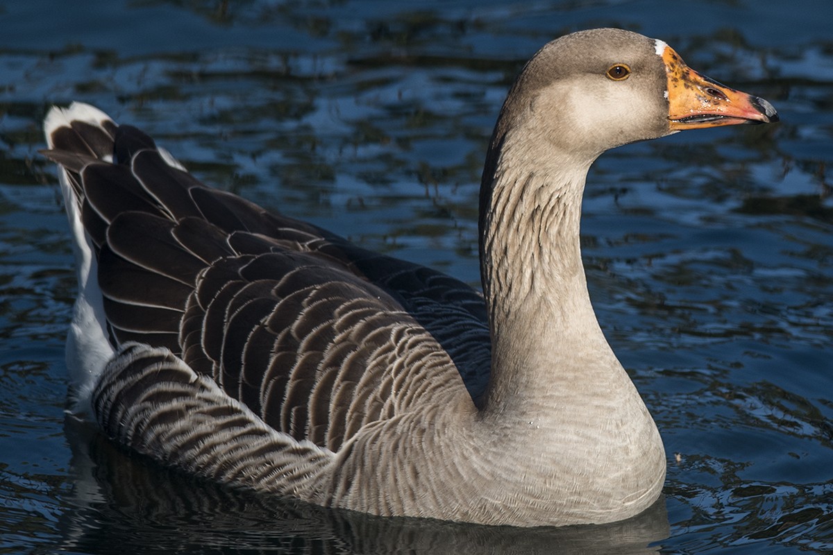Graylag x Swan Goose (hybrid) - Bernardo Alps