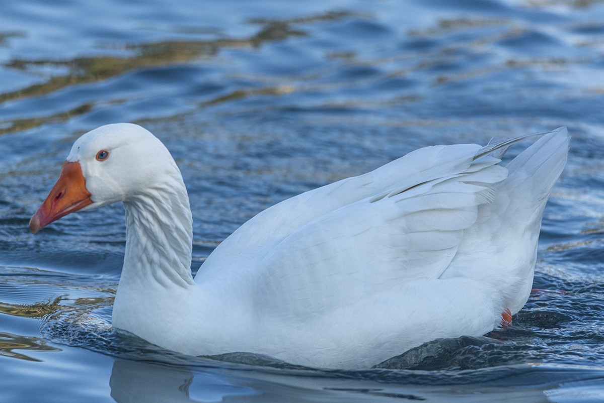 Graylag x Swan Goose (hybrid) - Bernardo Alps