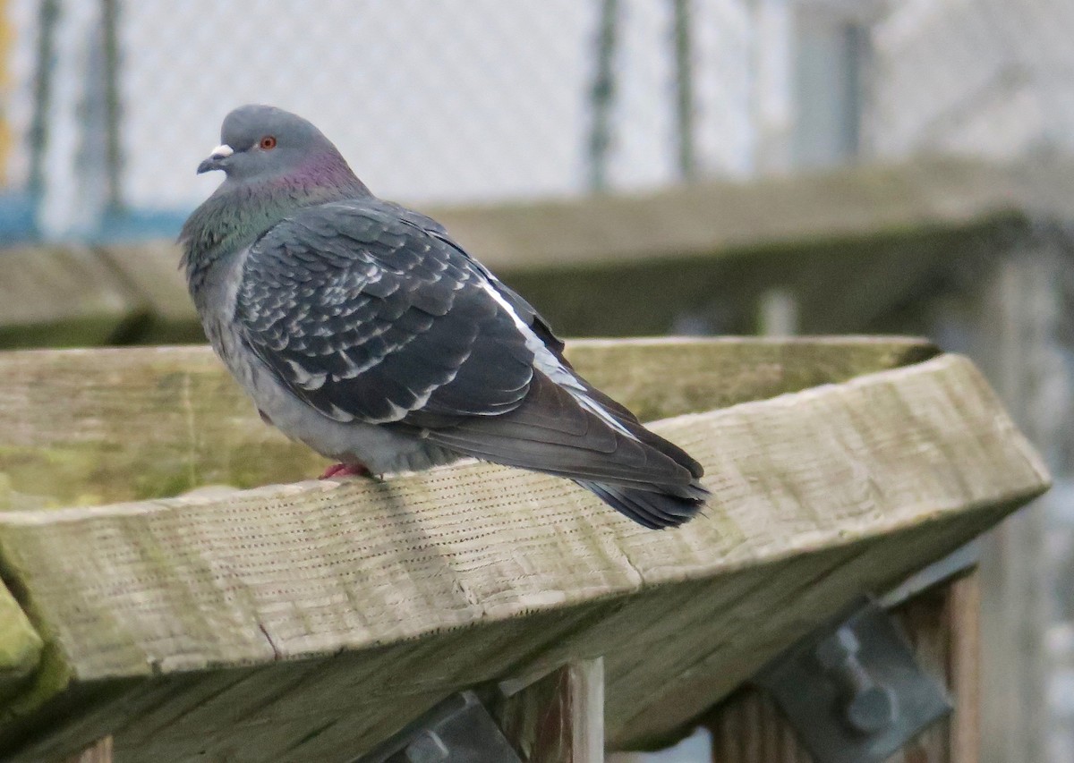 Rock Pigeon (Feral Pigeon) - ML301387261