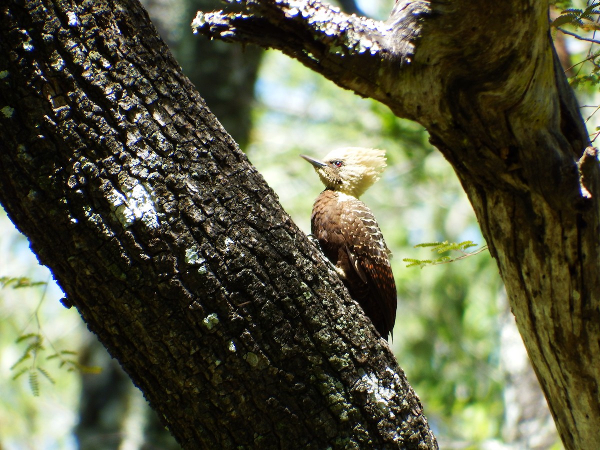 Pale-crested Woodpecker - ML301388811