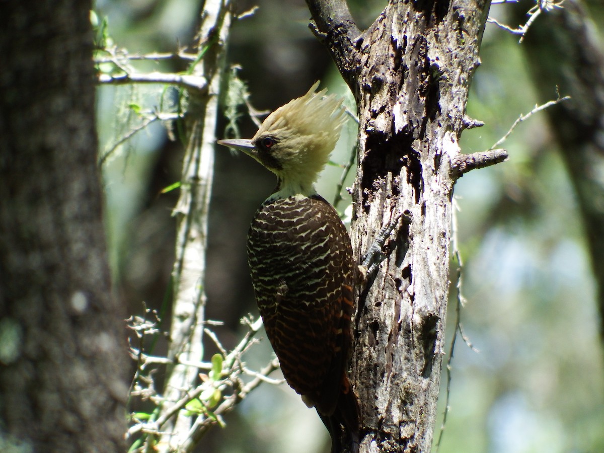Pale-crested Woodpecker - ML301388851
