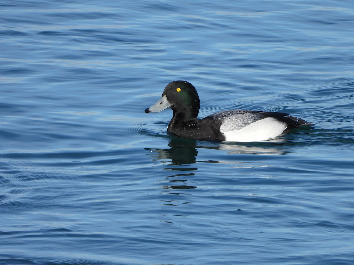Greater Scaup - ML301393381