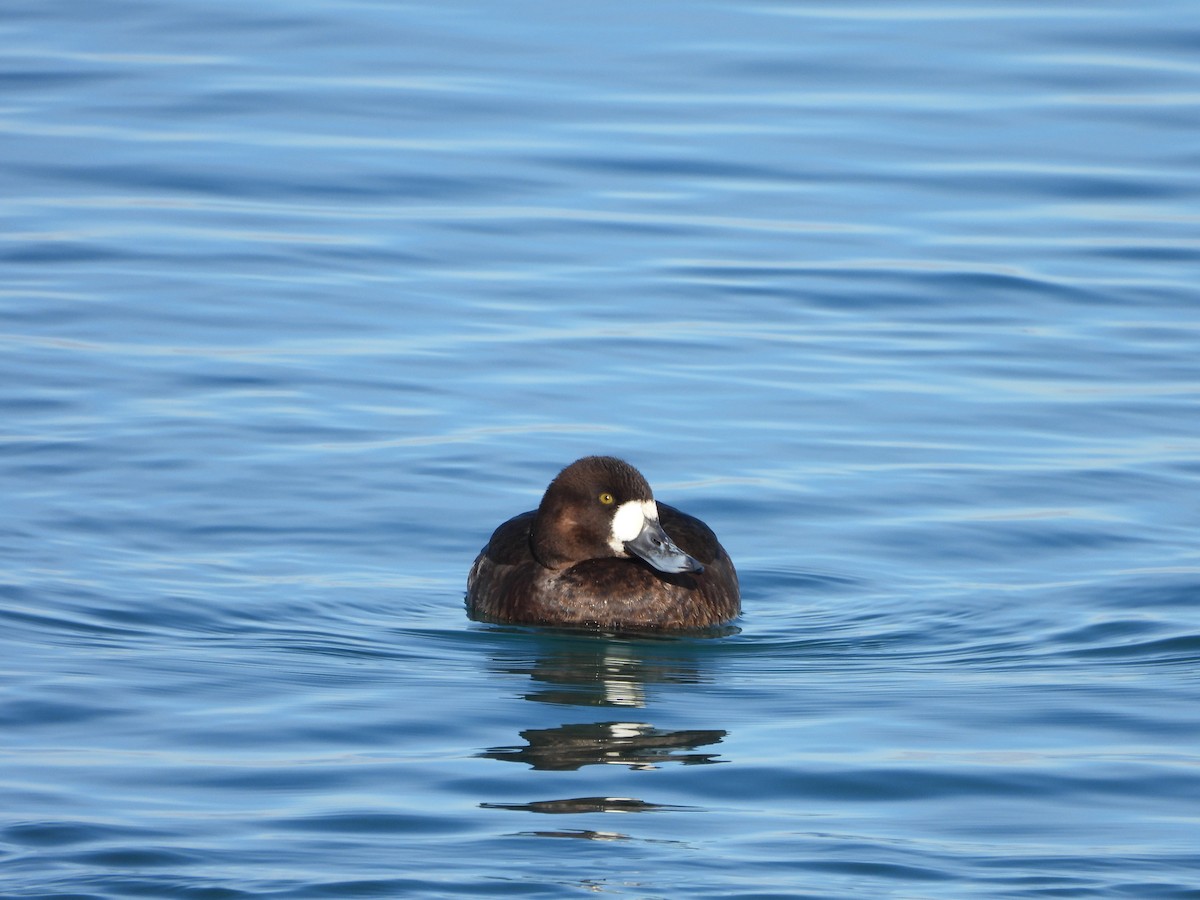 Greater Scaup - ML301393391