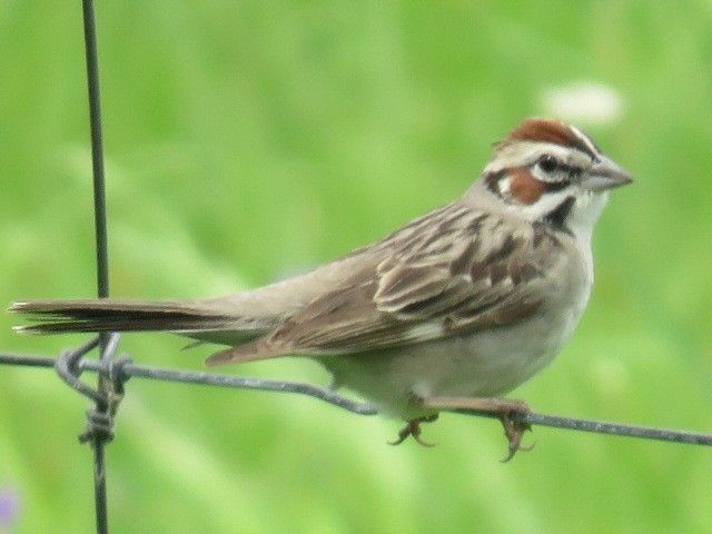 Lark Sparrow - ML30139591