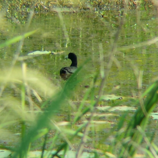 American Coot (Red-shielded) - Jessica Spickler