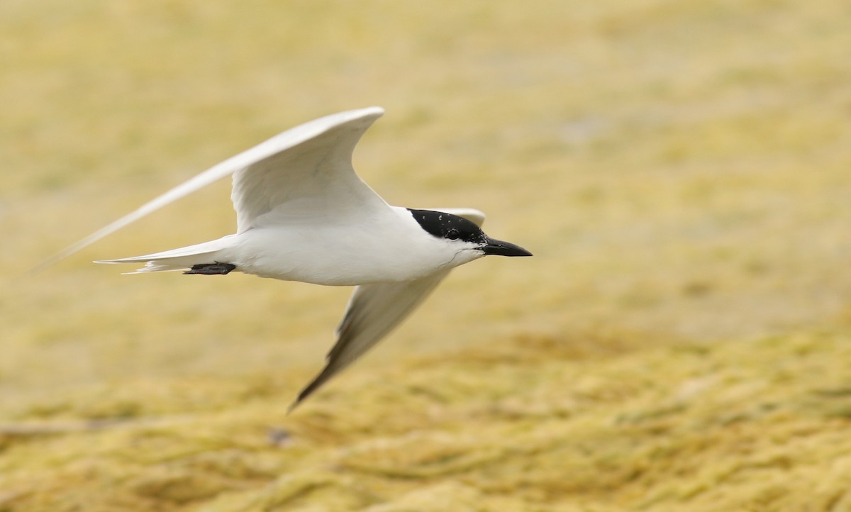 Gull-billed Tern - Nathan Dubrow