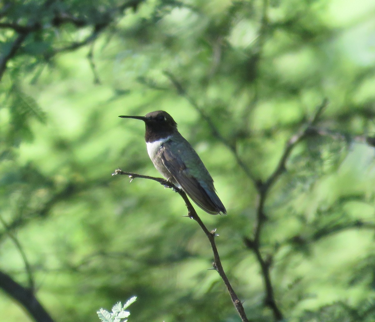 Black-chinned Hummingbird - ML301398161