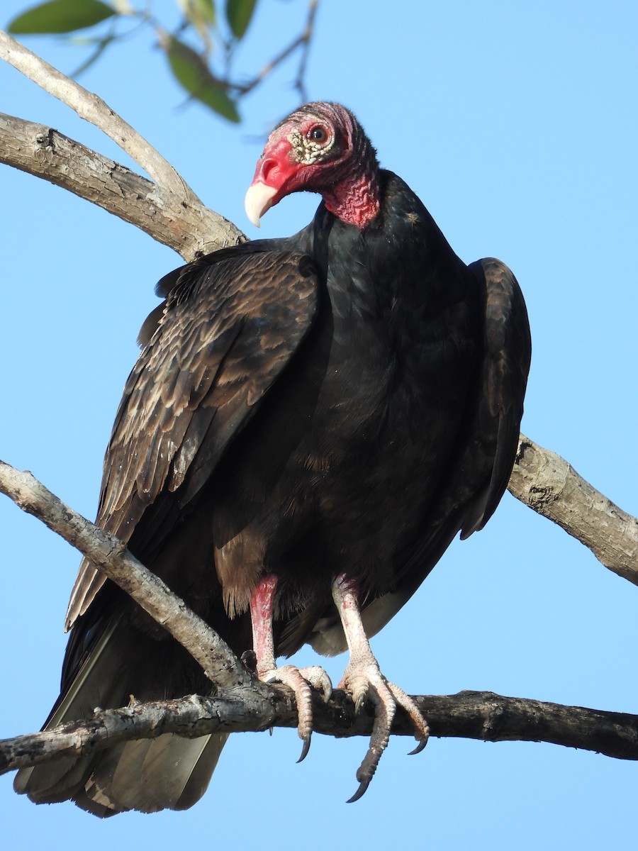 Turkey Vulture - Jessy Lopez Herra