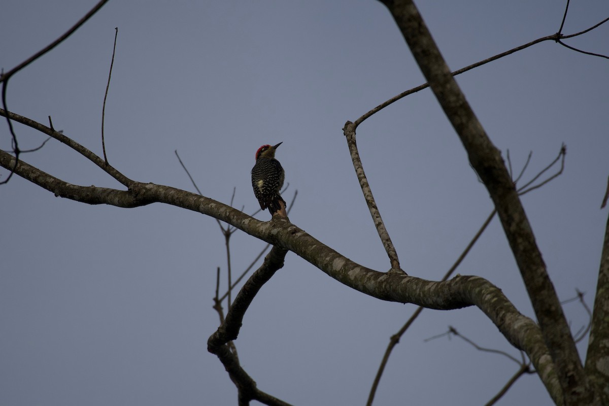Black-cheeked Woodpecker - Johan Bergkvist