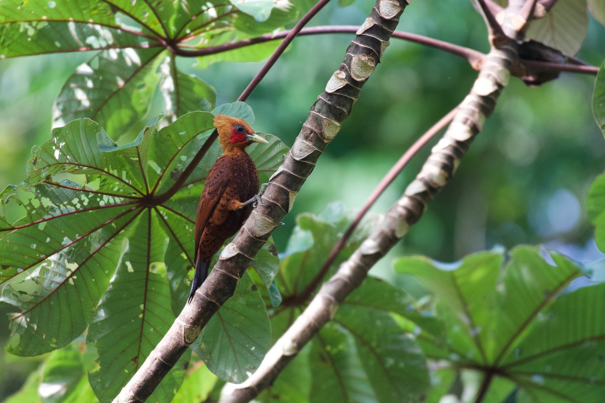 Chestnut-colored Woodpecker - Johan Bergkvist