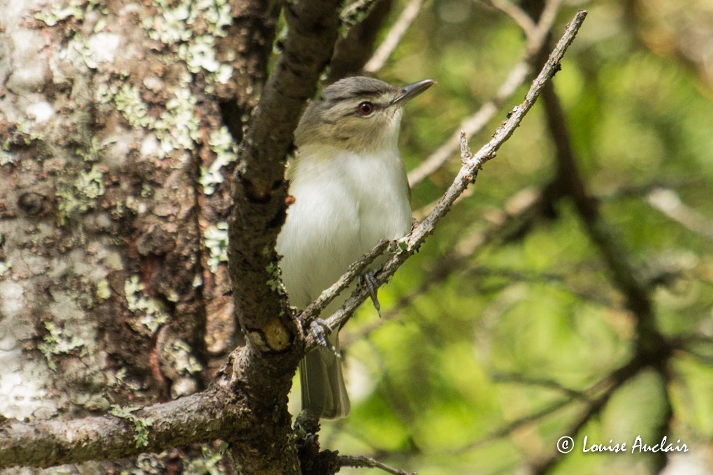 Red-eyed Vireo - Louise Auclair