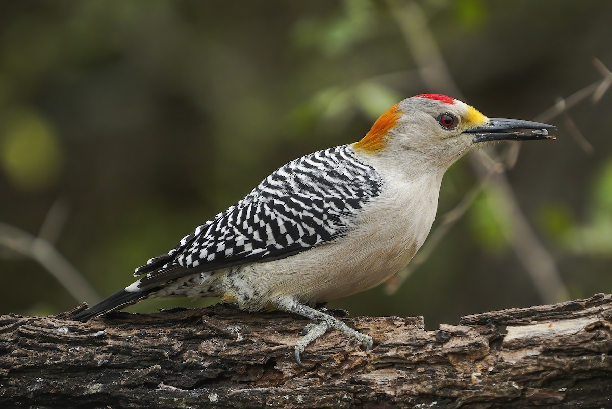 Golden-fronted Woodpecker - ML301405641