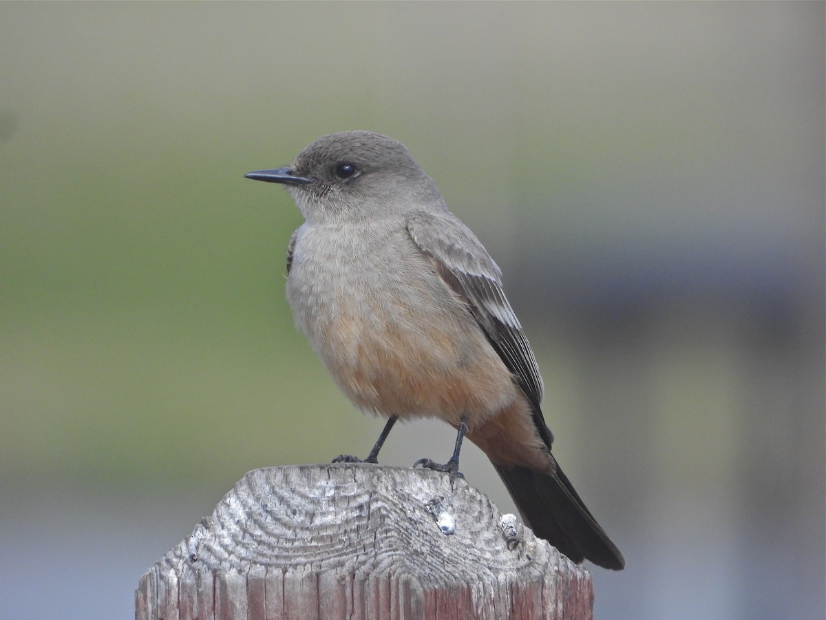 Say's Phoebe - Pair of Wing-Nuts