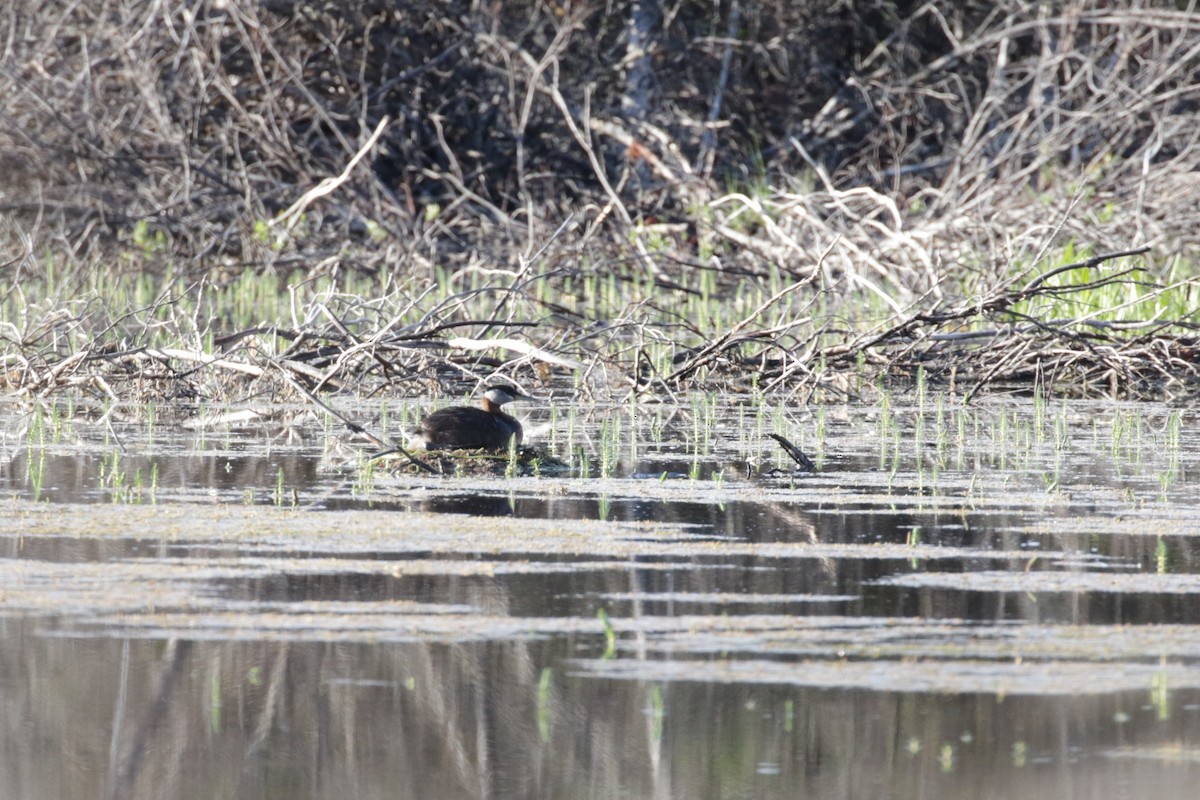 Red-necked Grebe - ML301412361