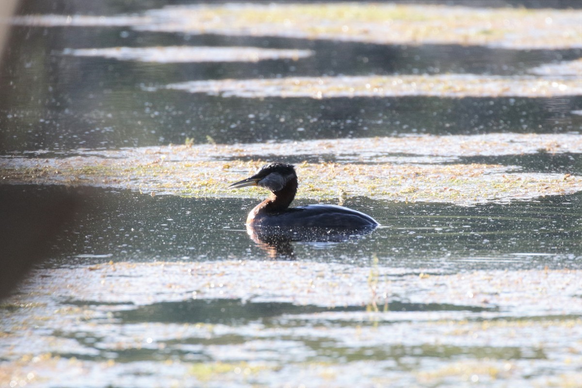 Red-necked Grebe - ML301412421