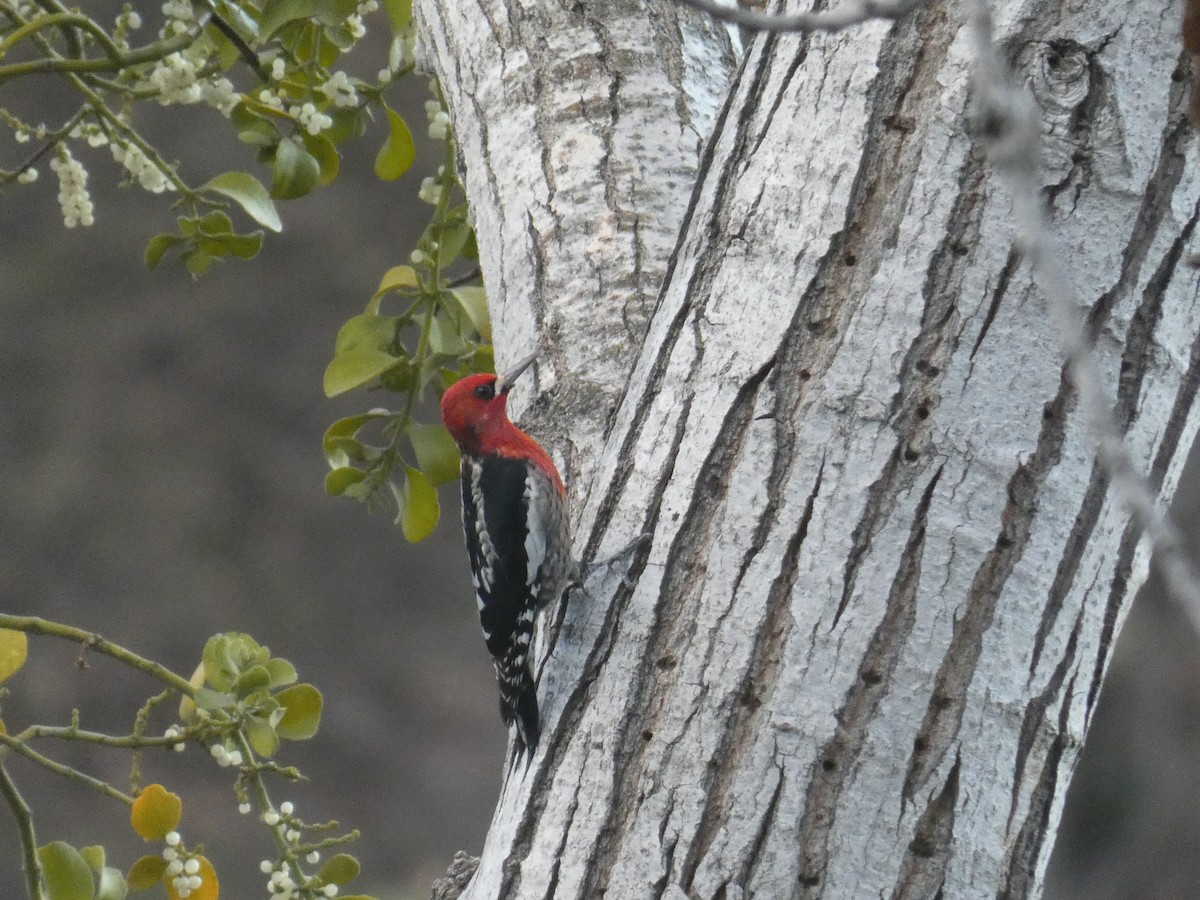 Red-breasted Sapsucker - ML301413141
