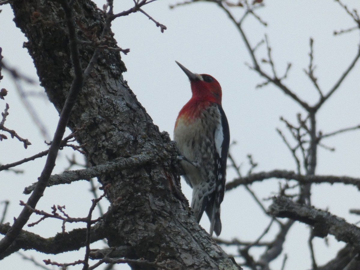 Red-breasted Sapsucker - ML301413191