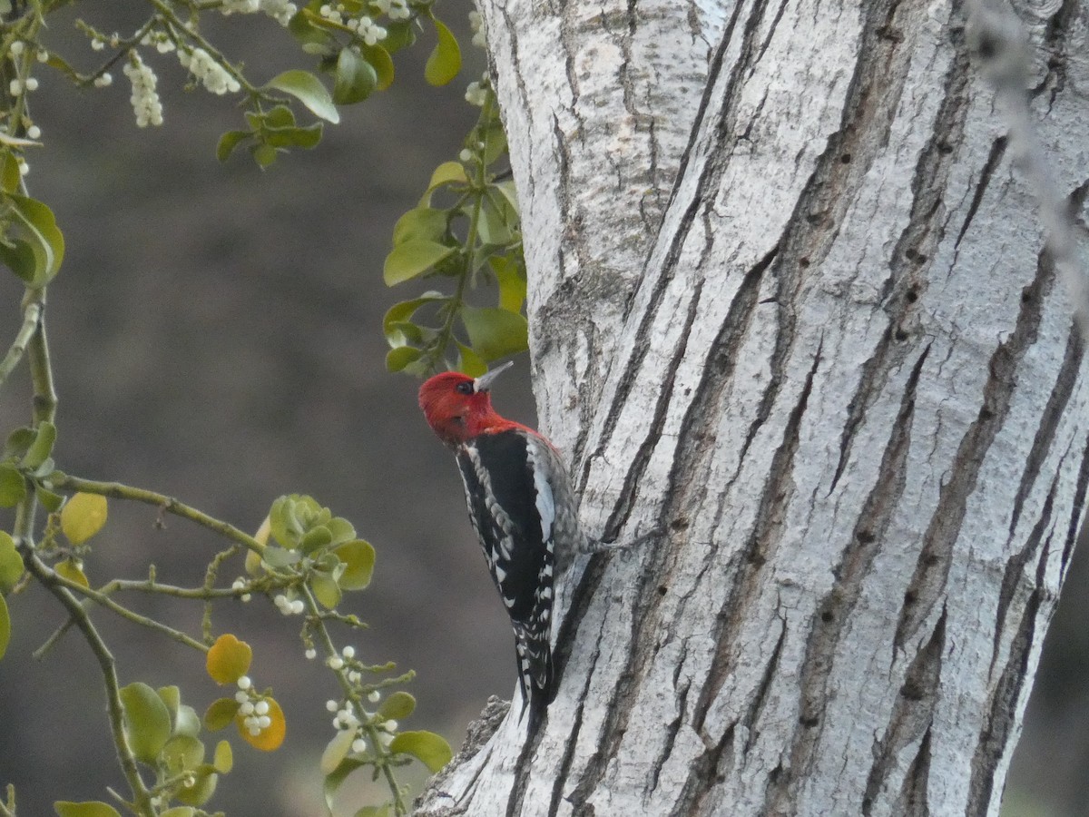 Red-breasted Sapsucker - ML301413241