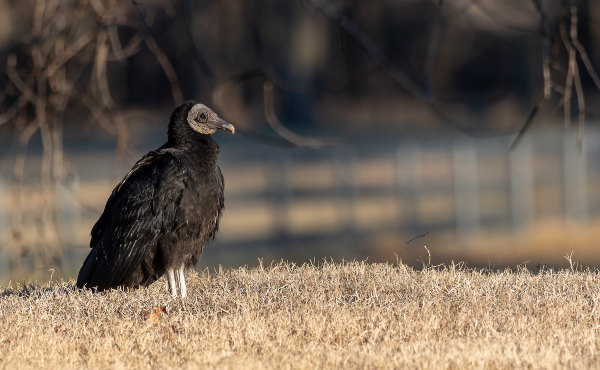 Black Vulture - Forest Botial-Jarvis