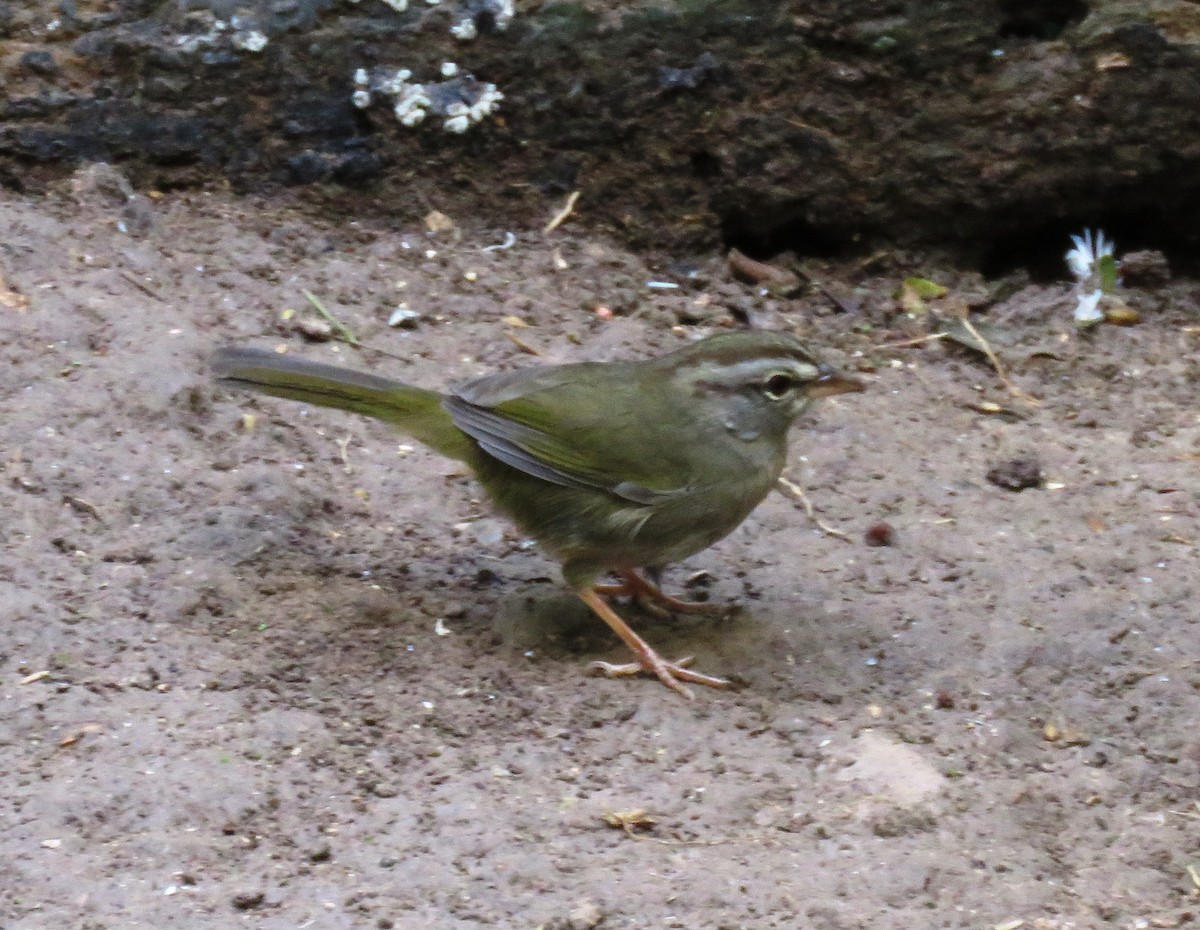 Olive Sparrow - ML301413701