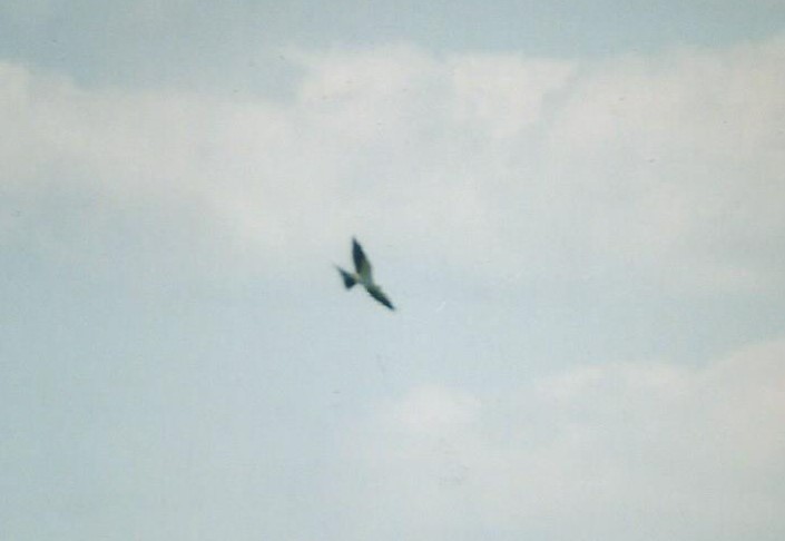 Swallow-tailed Kite - Mike Stinson