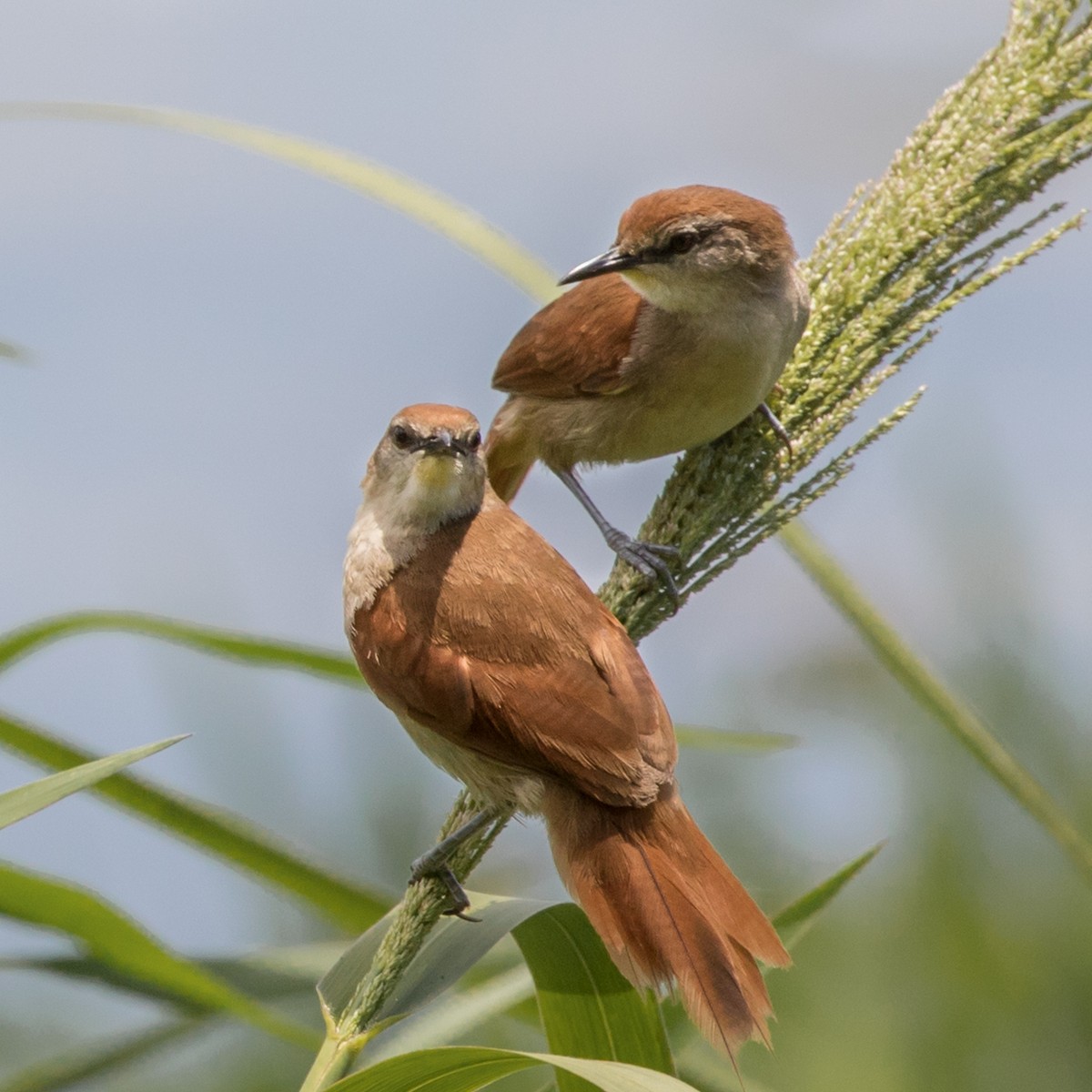 Yellow-chinned Spinetail - ML301425231