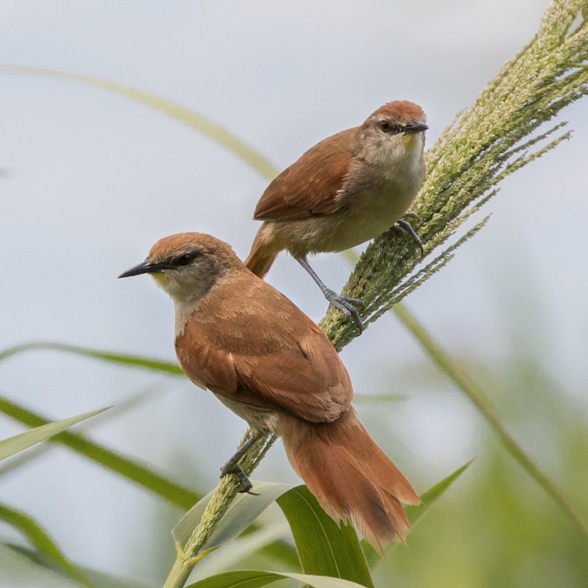 Yellow-chinned Spinetail - ML301425261