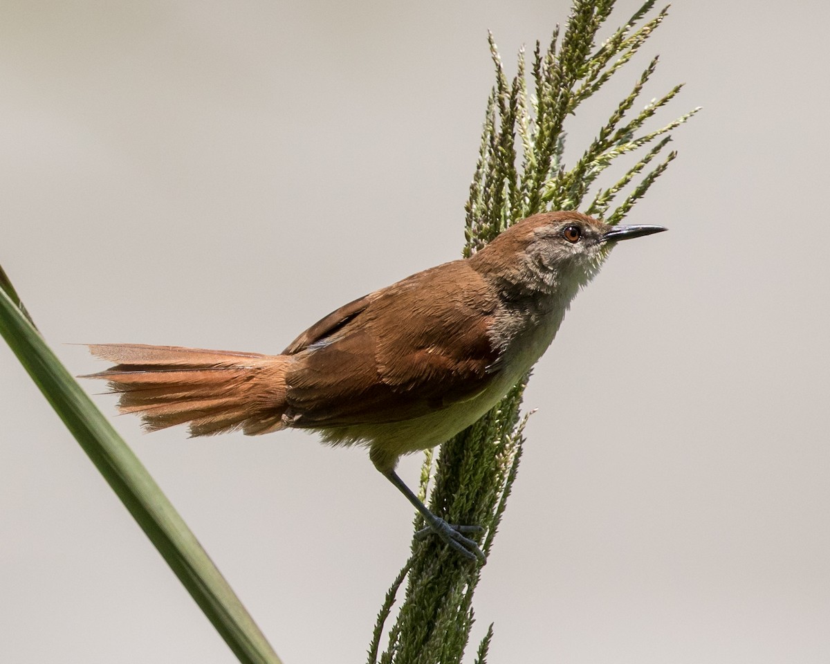 Yellow-chinned Spinetail - ML301425311