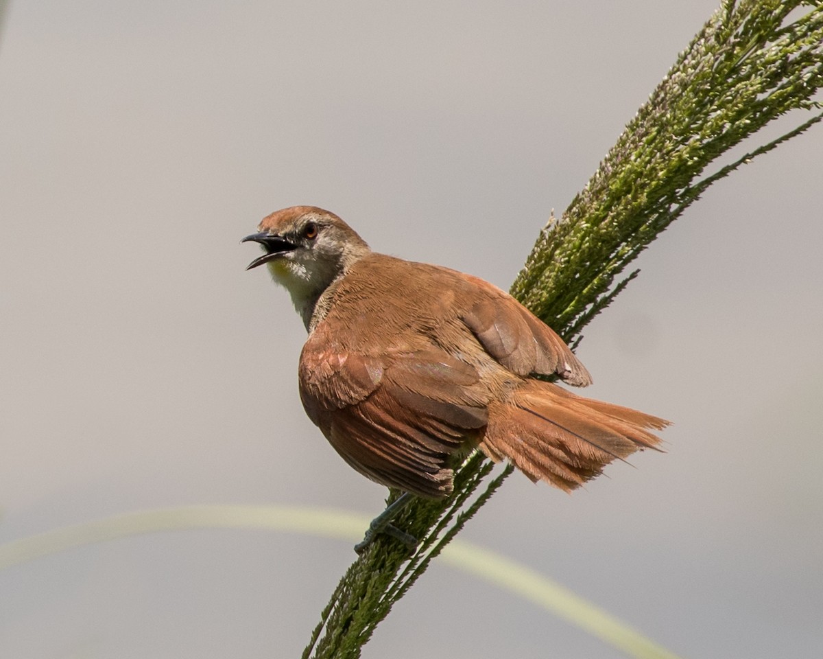 Yellow-chinned Spinetail - ML301425361