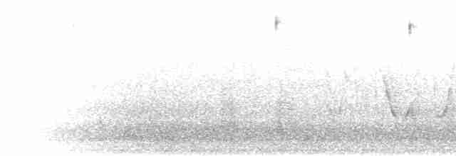 Spot-backed Puffbird (Chaco) - ML301428