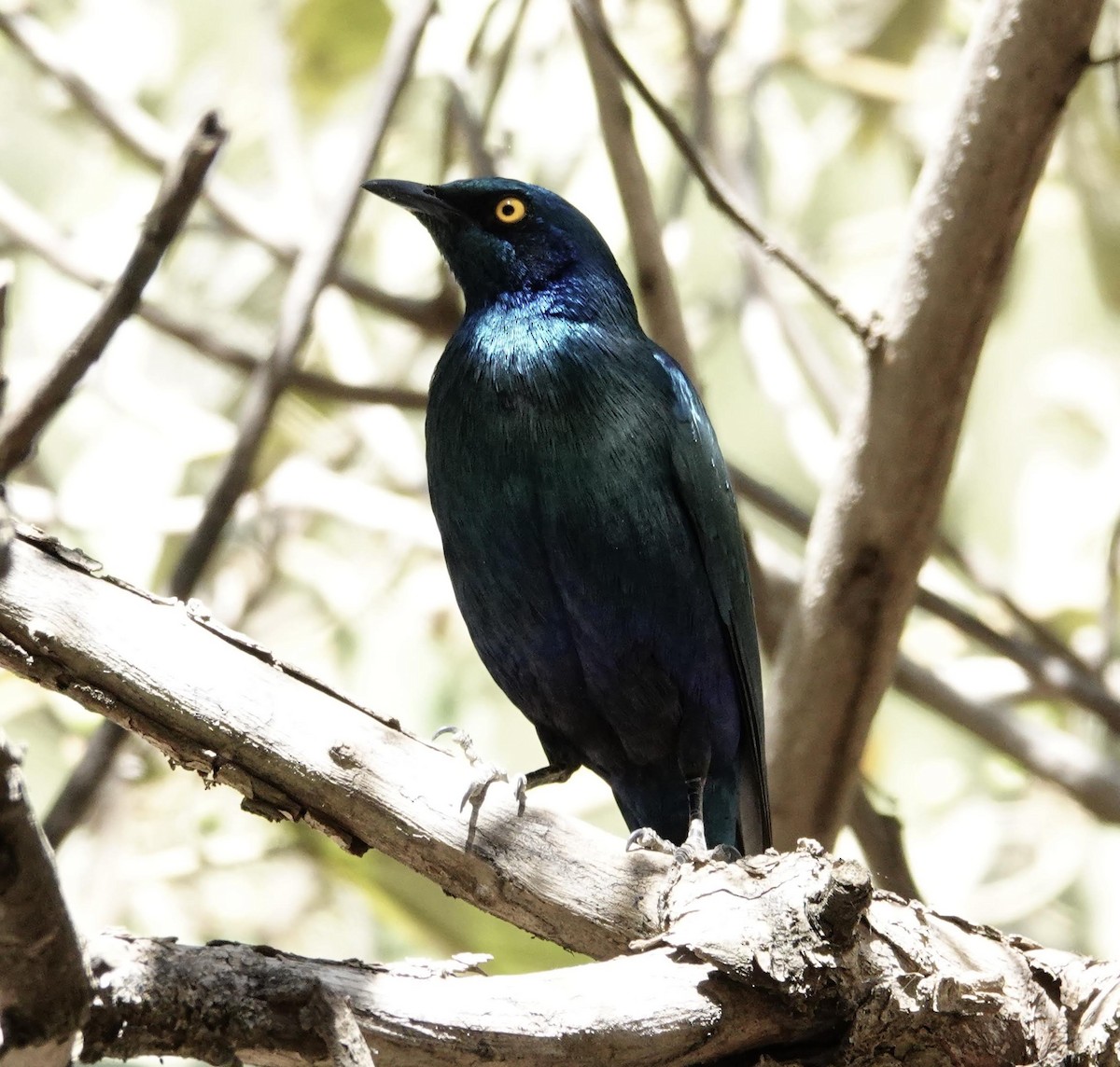 Lesser Blue-eared Starling - David Diller