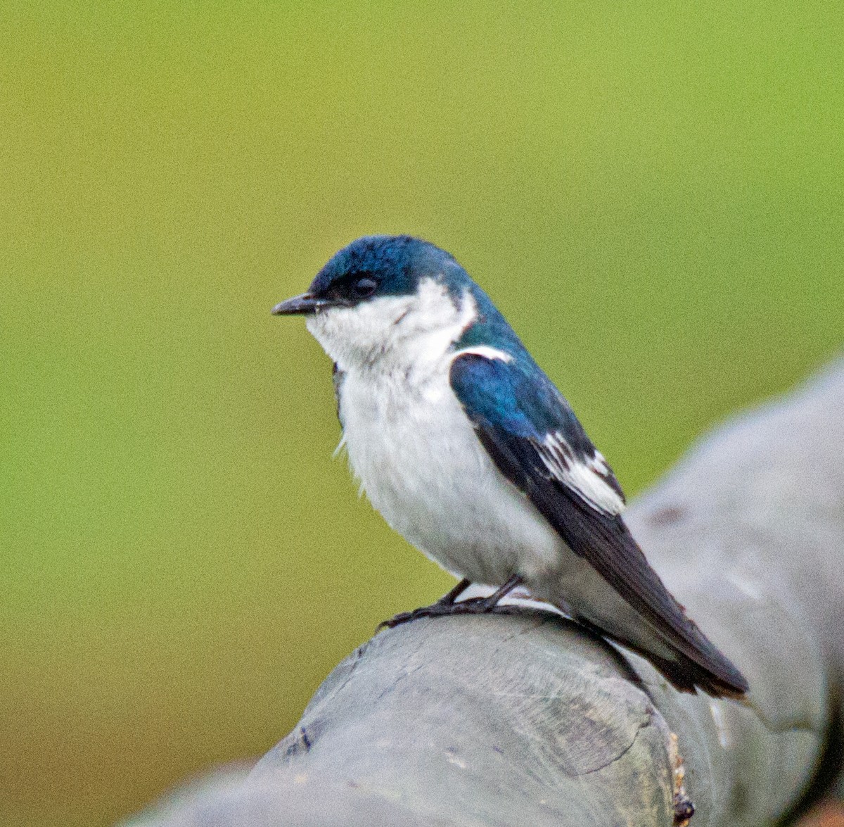 White-winged Swallow - ML301431681
