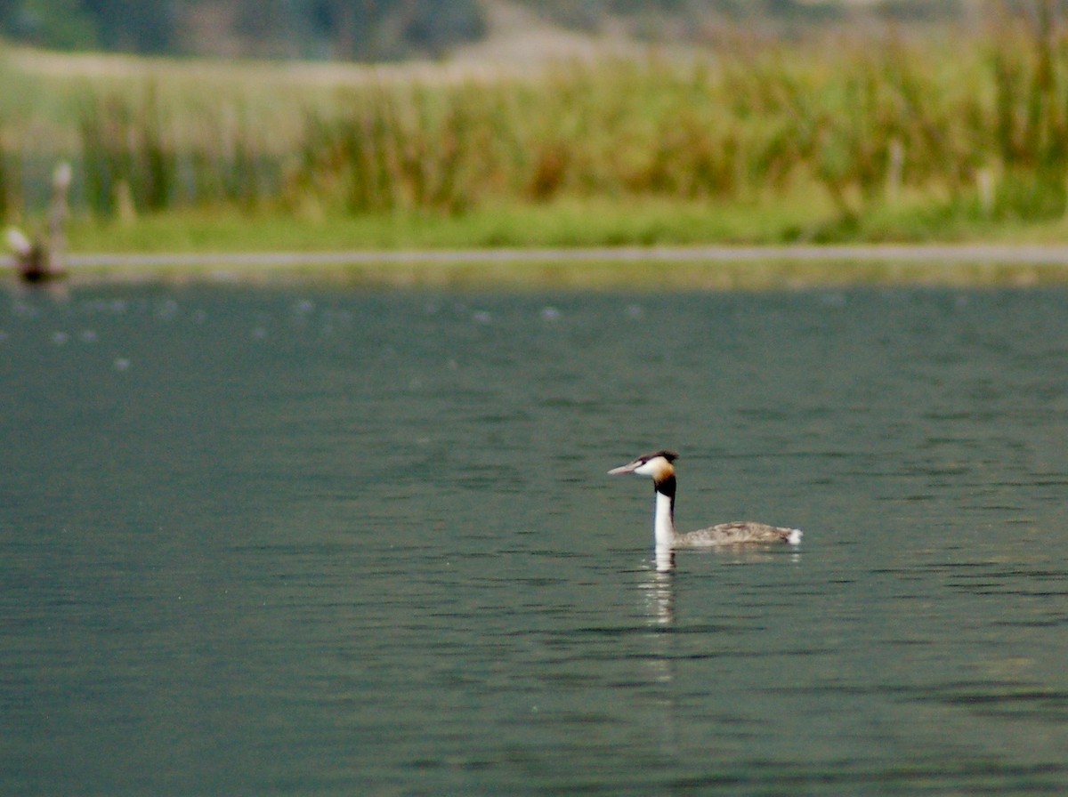 Great Crested Grebe - ML301433161